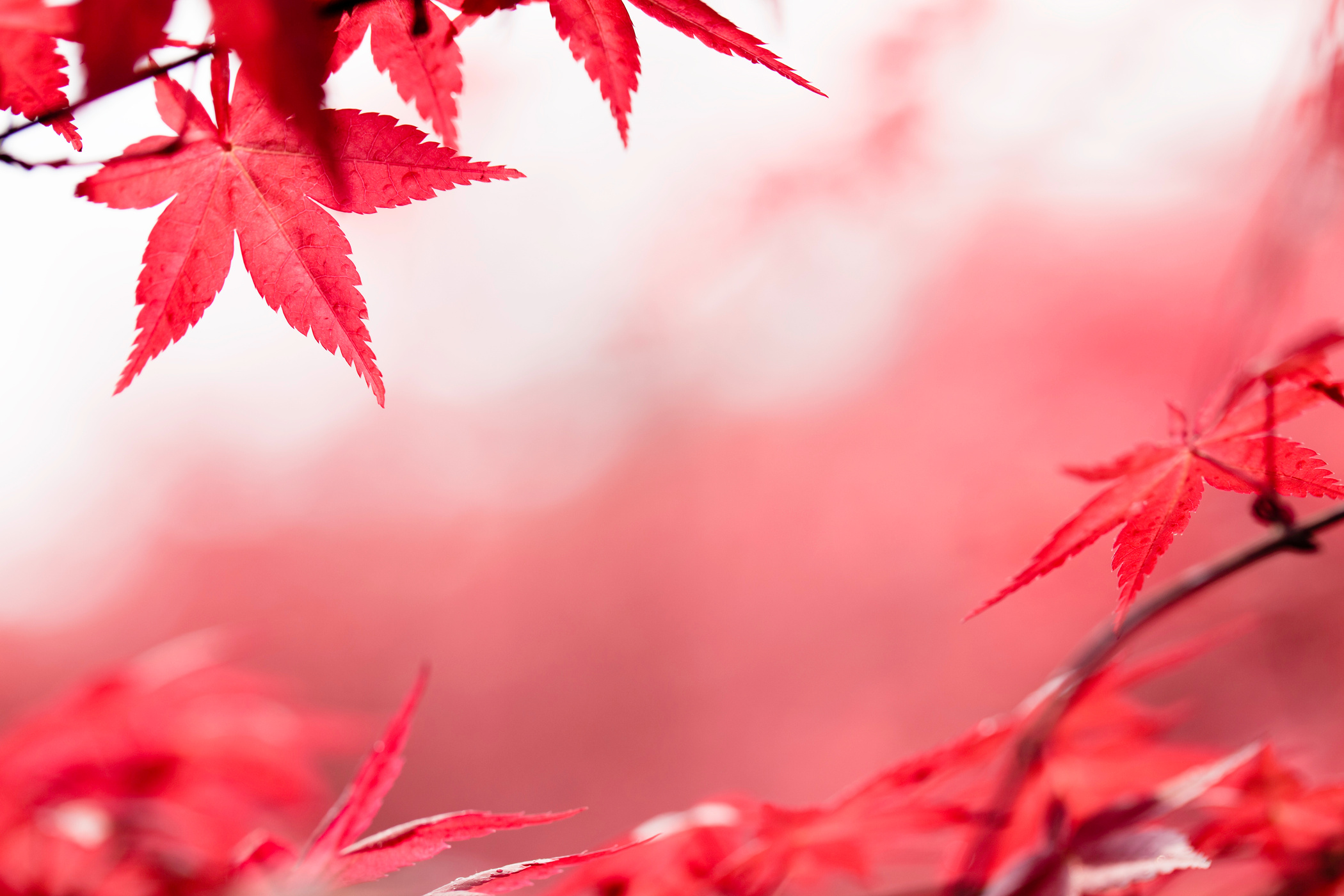 red maple leaf