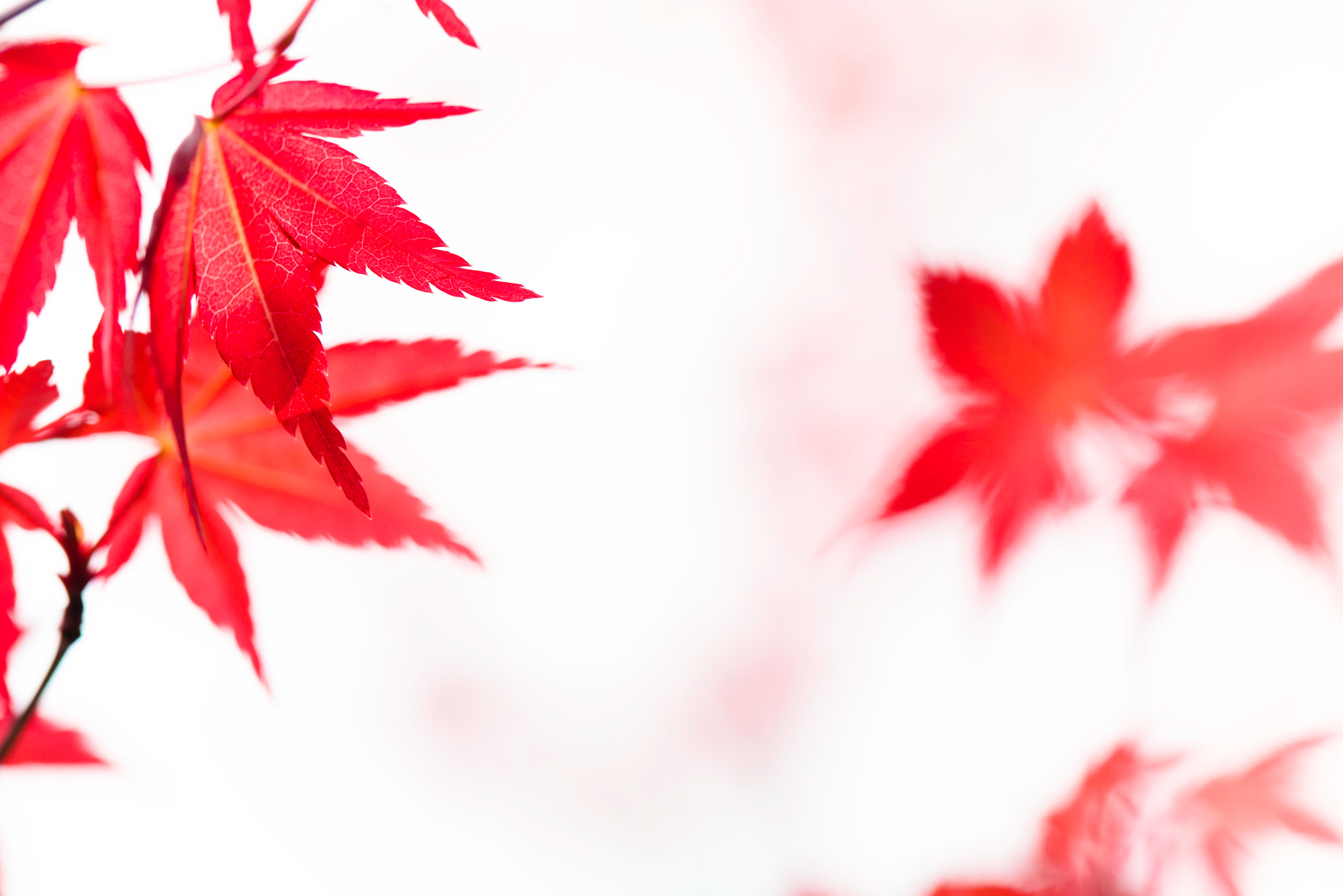 red maple leaf